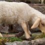 Die Schafe sind mit echtem Lammfell überzogen.